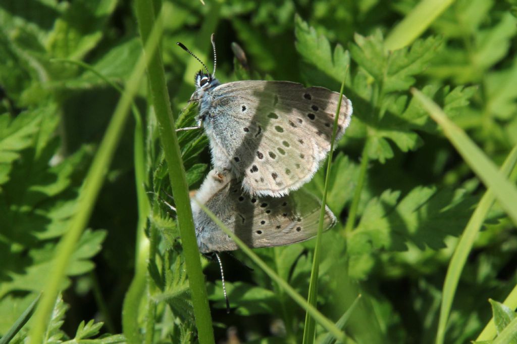 M e F  : foto di coppia